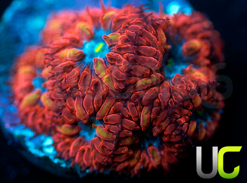 UC Blue Raven Blastos