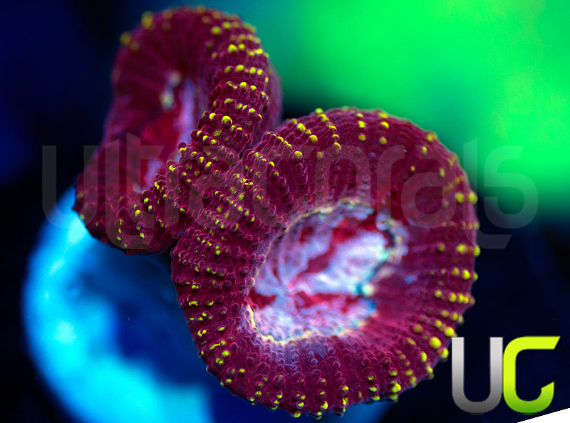 UC Fairgrounds Favia