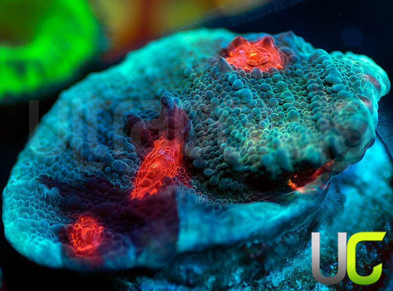 JF Hellspawn Chalice