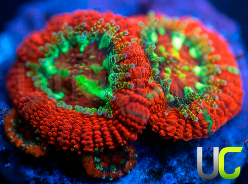 UC Dragon Slayer Micro Amakusensis