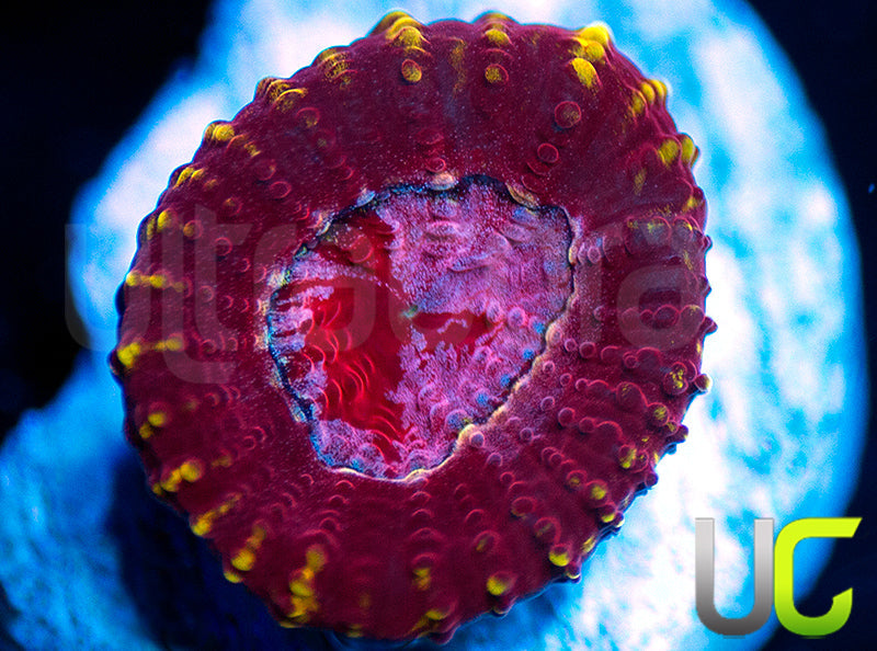 UC Fairgrounds Favia