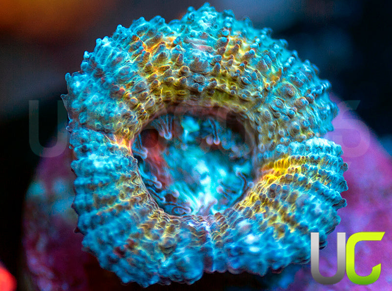 CC Thai Sunset Micro Lord