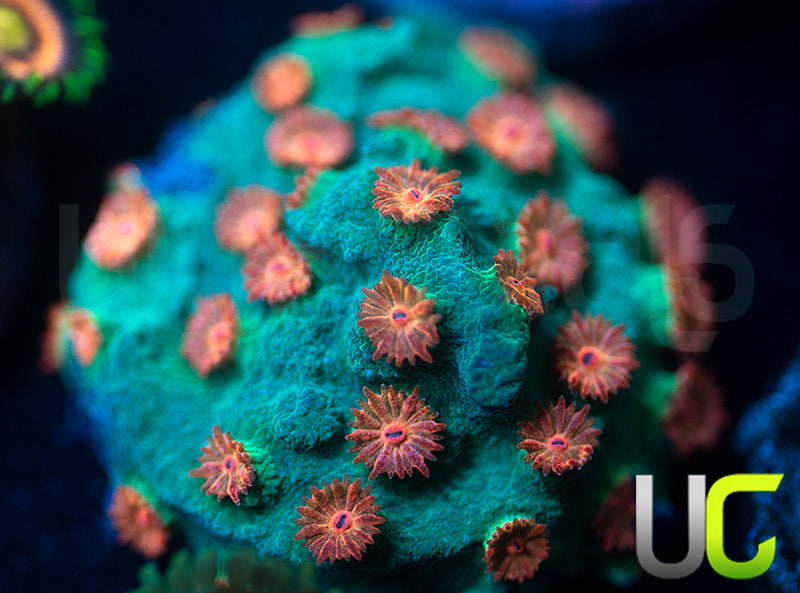 Meteor Shower Cyphastrea