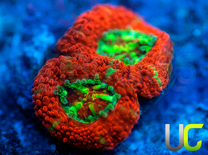 UC Dragon Slayer Micro Amakusensis