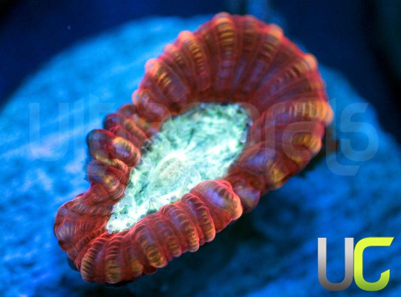 UC Power Ranger Micro Favia