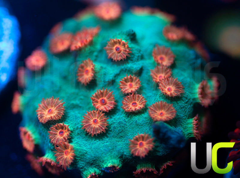 Meteor Shower Cyphastrea