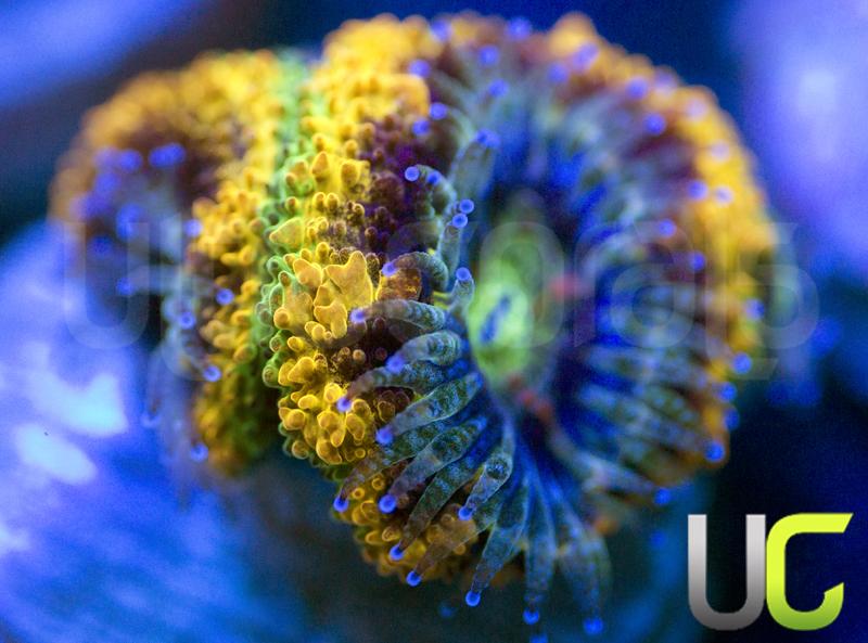 UC Real McCoy Acan