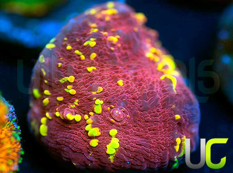 JF Gold Meister Chalice