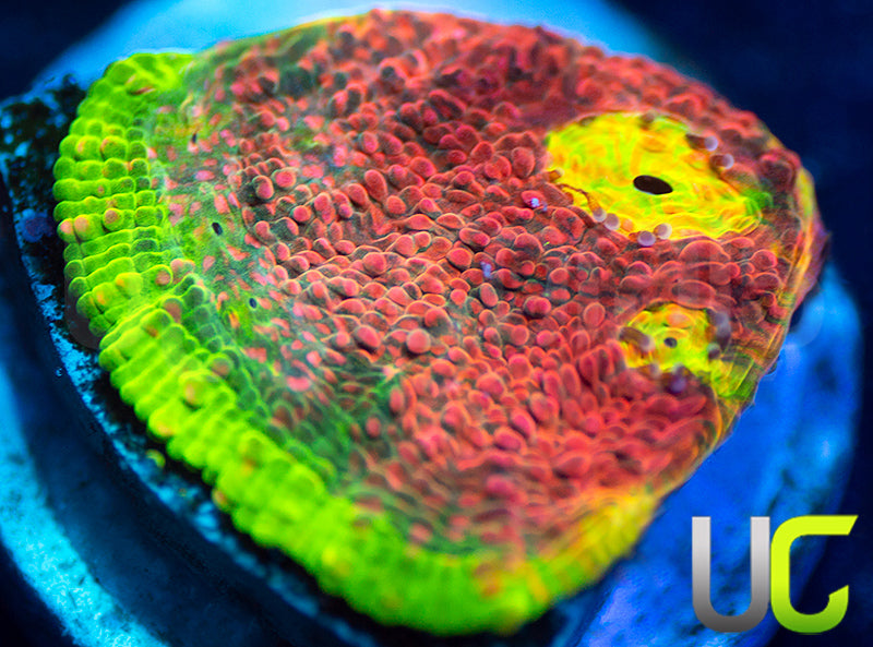 Ultra Watermelon Chalice