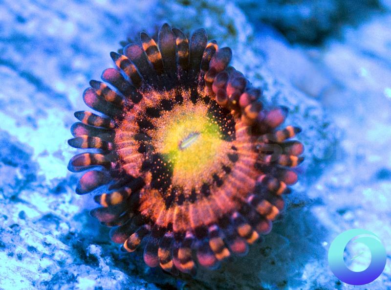 WWC Halle Berry
