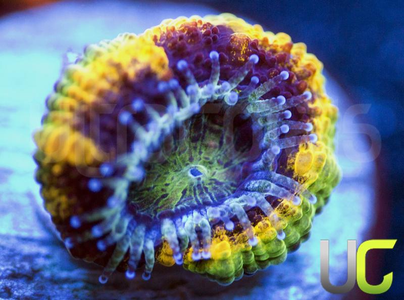 UC Real McCoy Acan