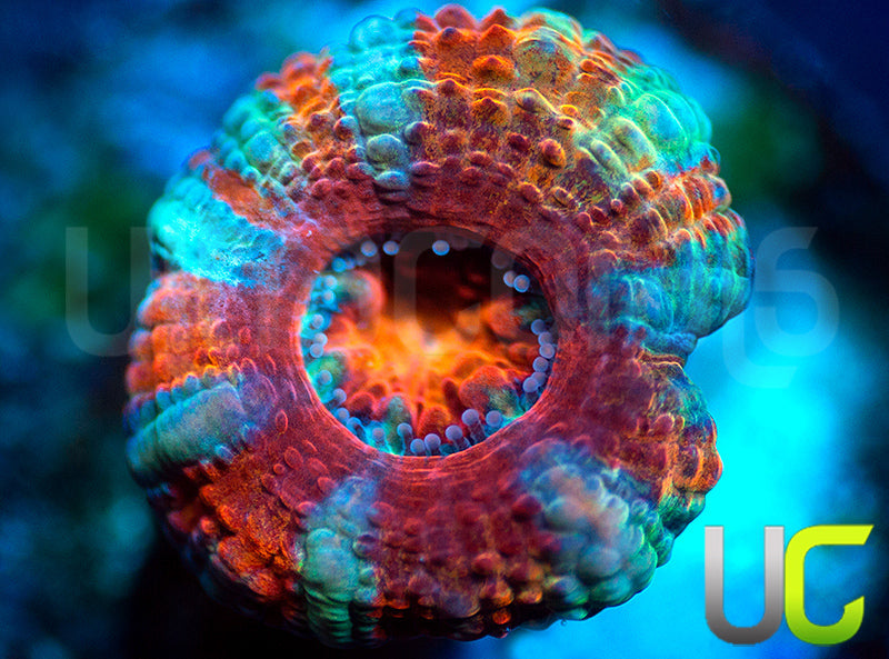 NEW RELEASE: UC Pink Cyclops Micro Lord