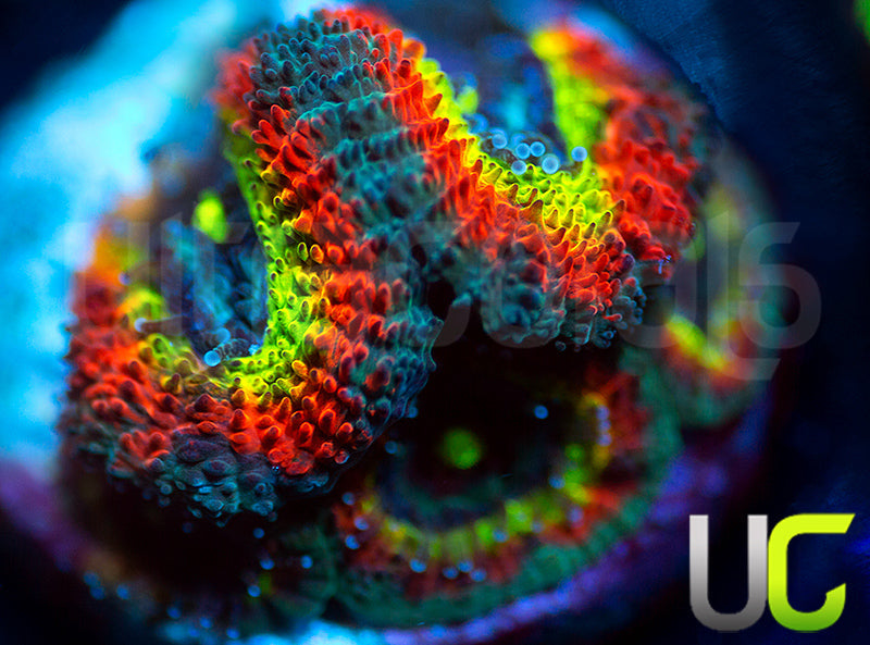 BigR Holy Grail Micro Amakusensis