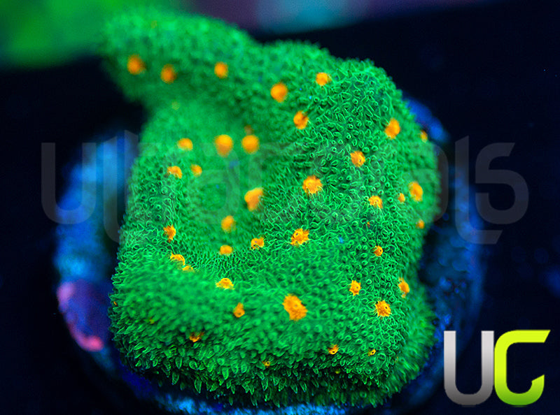 CC Smashing Pumpkins Psammocora