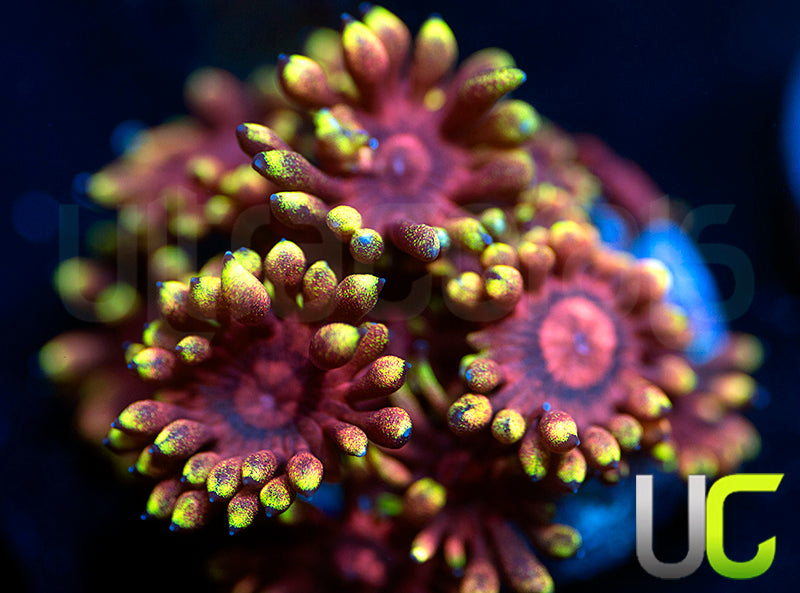 Pedros Rainbow Glitter Goni