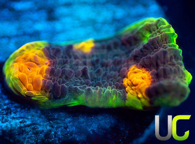 UC Mario Kart Chalice