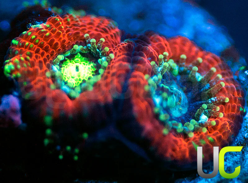 UC Blood Hunter Micromussa Amakusensis