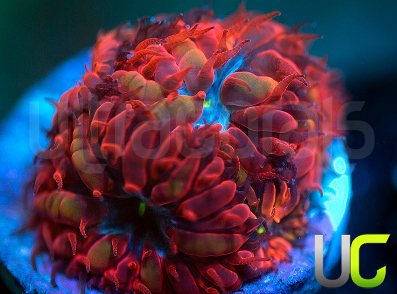 UC Blue Raven Blastos