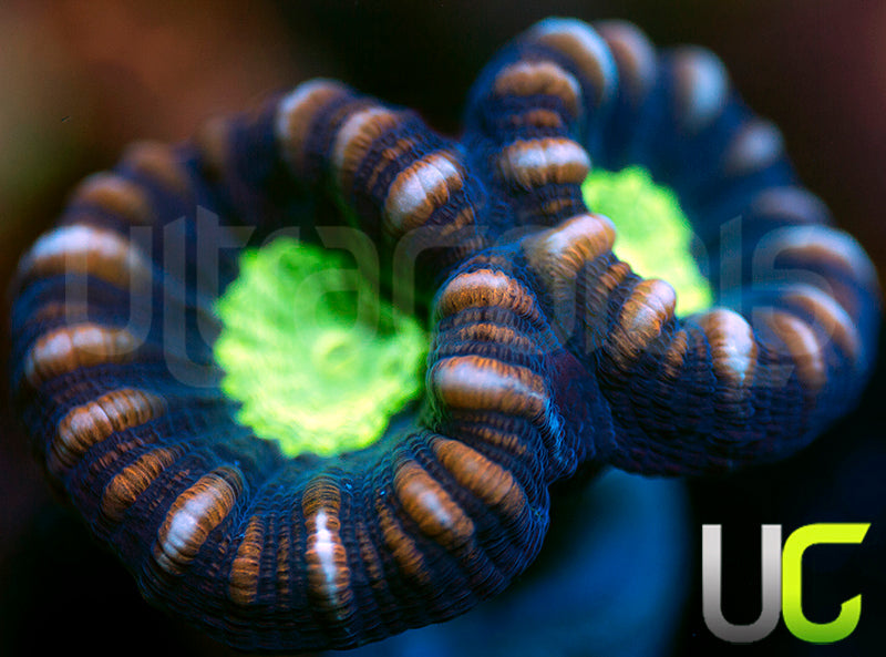 UC Space X Candy Cane