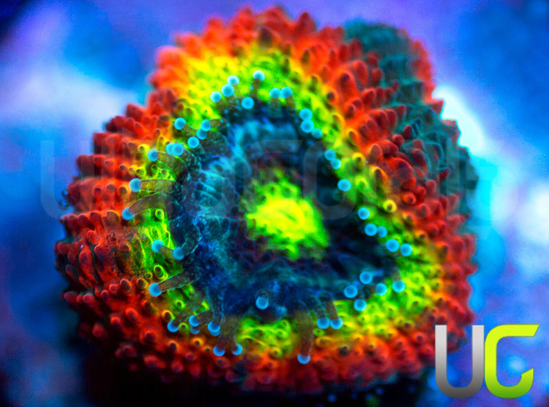 BigR Holy Grail Micro Amakusensis