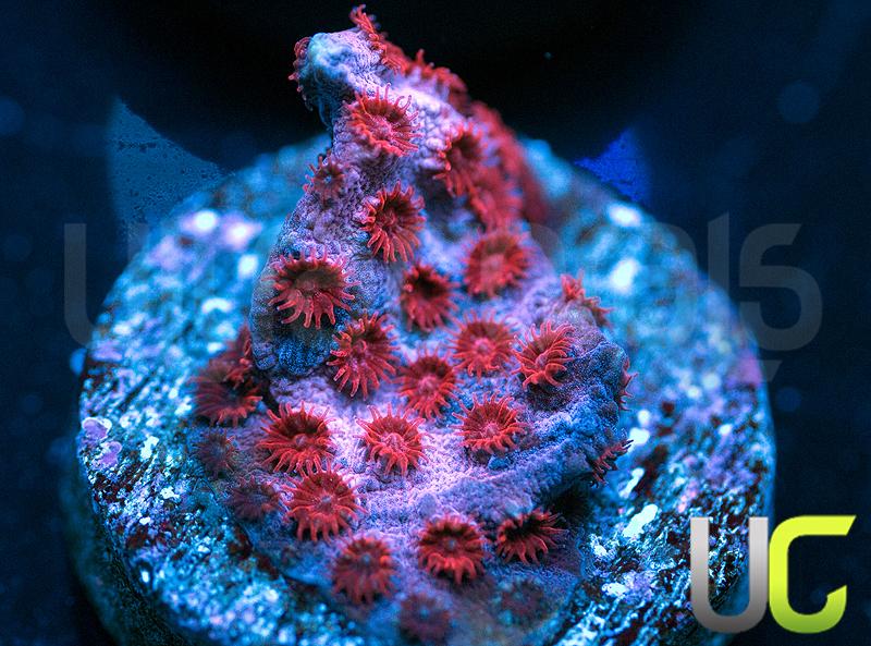 UC Cherry Bomb Cyphastrea