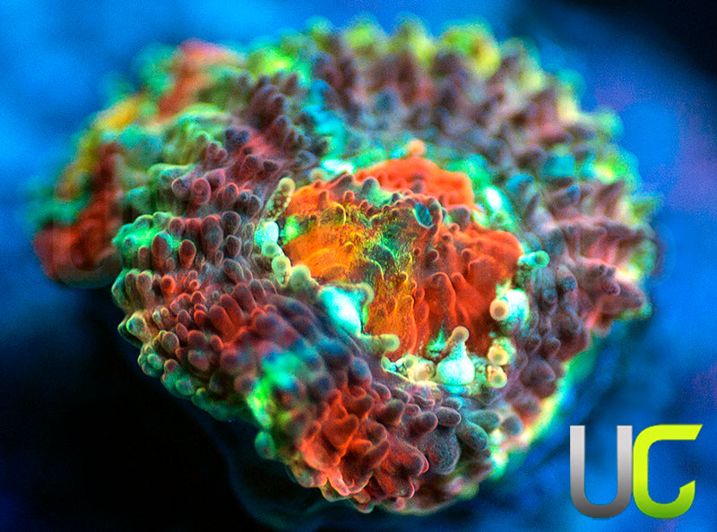 UC Limp Bizkit Micro Amakusensis