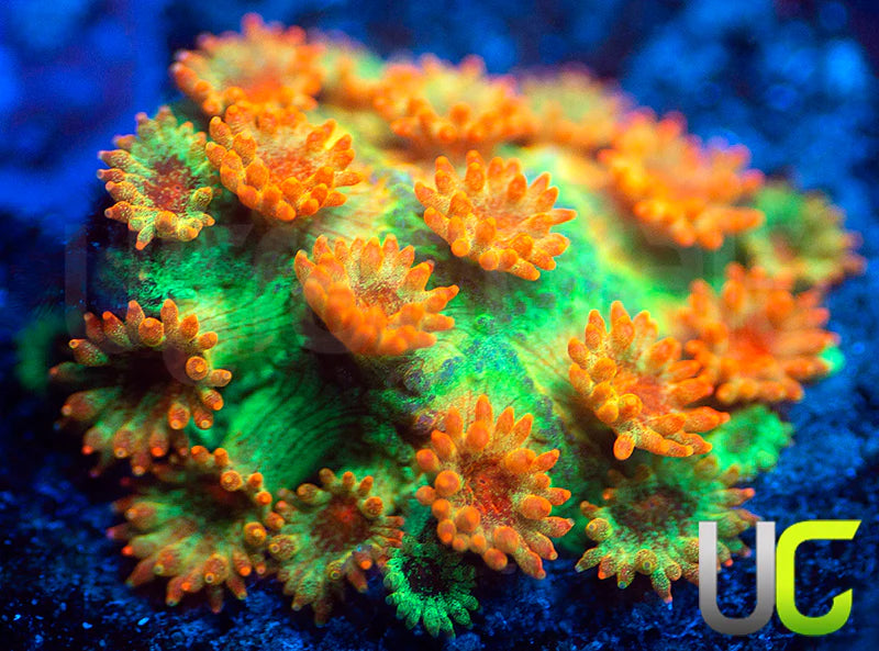 UC Ringling Madracis