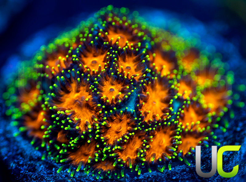 UC Lightning Tip Leptastrea