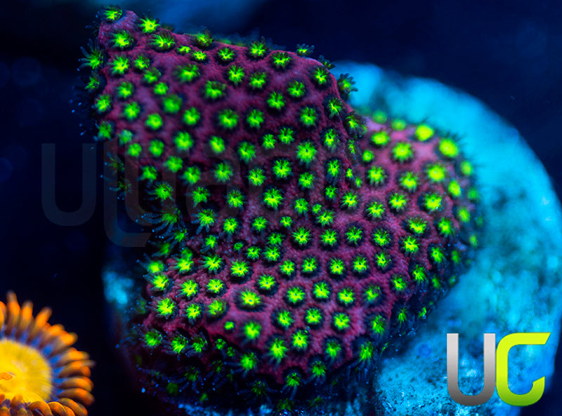 UC Raspberry Pie Stylo