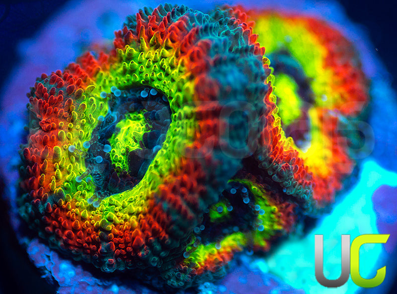 BigR Holy Grail Micro Amakusensis