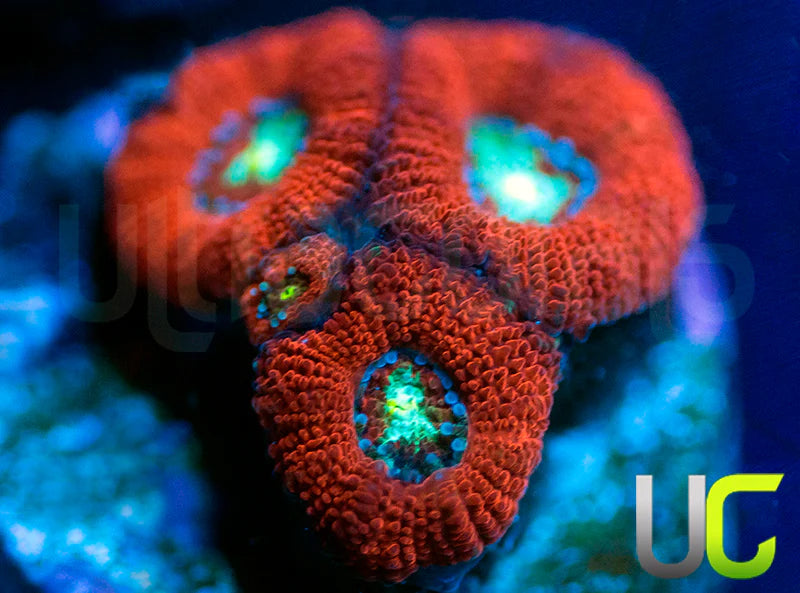 UC Red Rippers Micro Amakusensis
