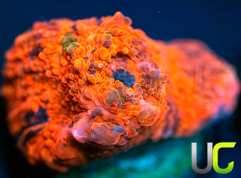 CC Deadpool Jawbreaker Chalice