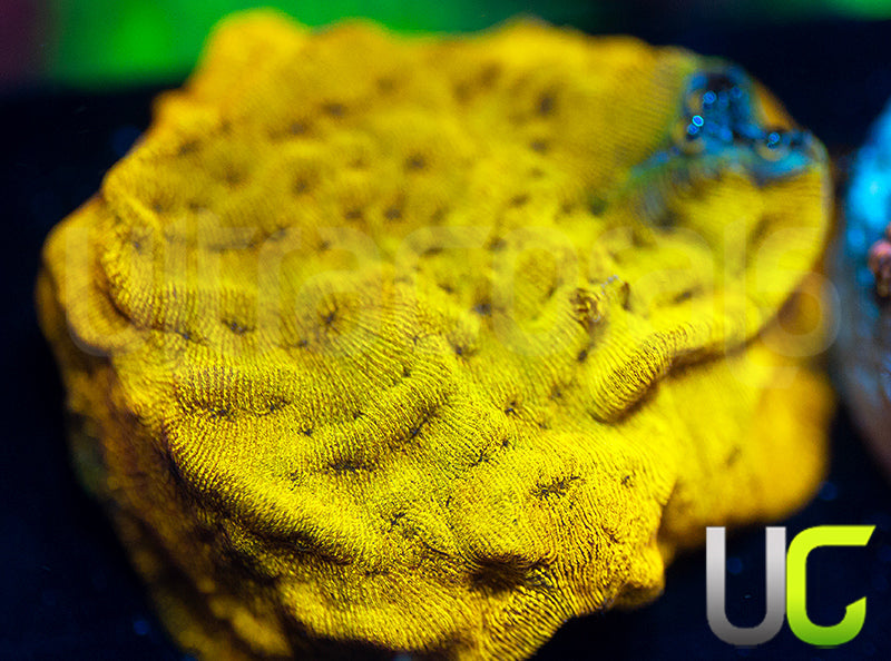 UC Golden Dragon Lepto