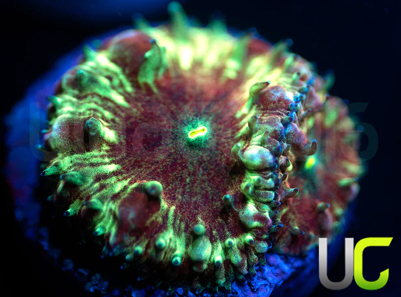 UC Apocalypse Blasto