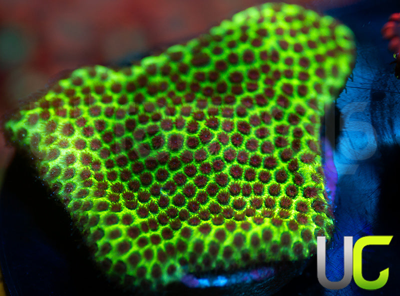 UC The Grinch Porites