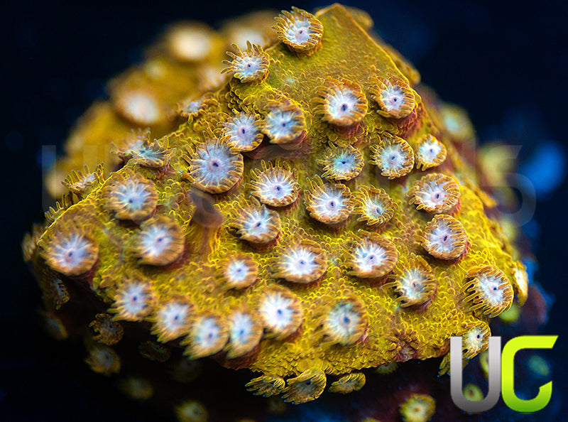 UC Yellowjacket Cyphastrea