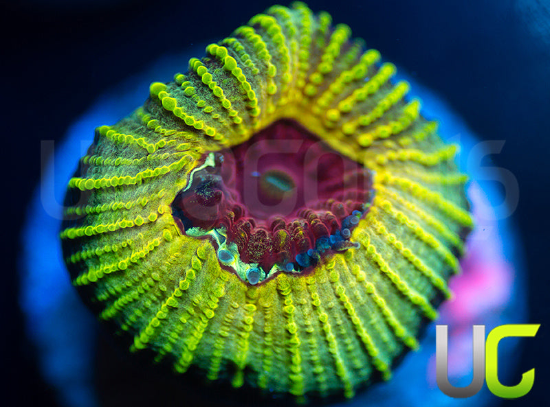 UC Electric Honeycomb Favia