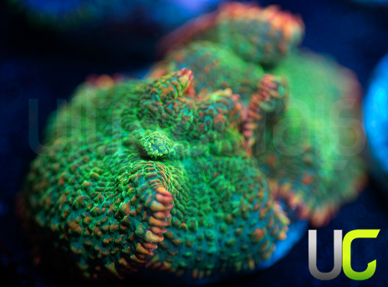 UC Pop Fizz Mushroom