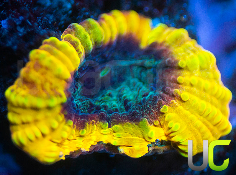 JF Yellow Submarine Favia