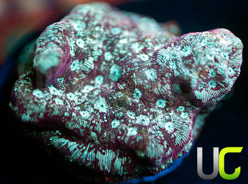 UC Phantom Splash Lepto