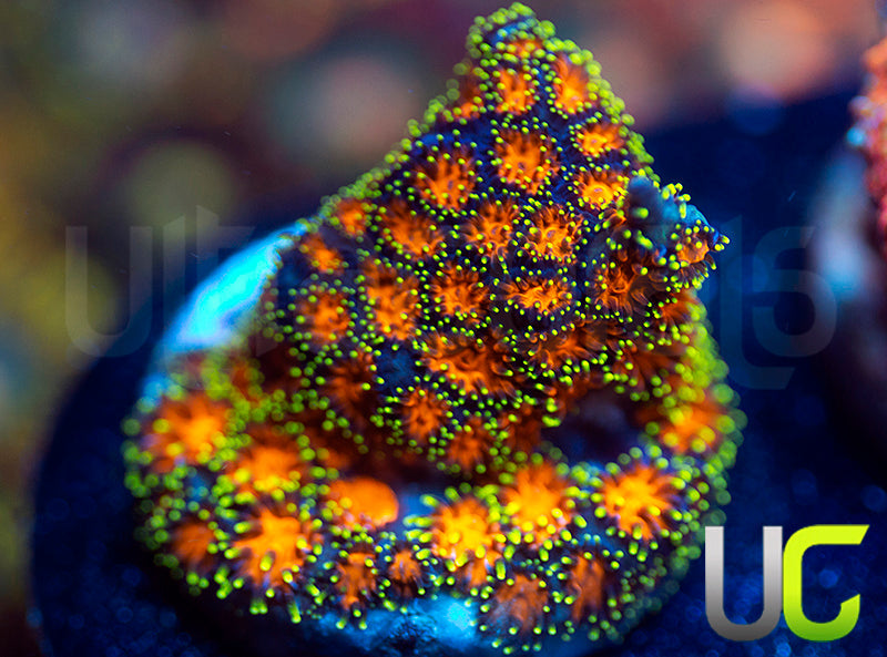 UC Lightning Tip Leptastrea