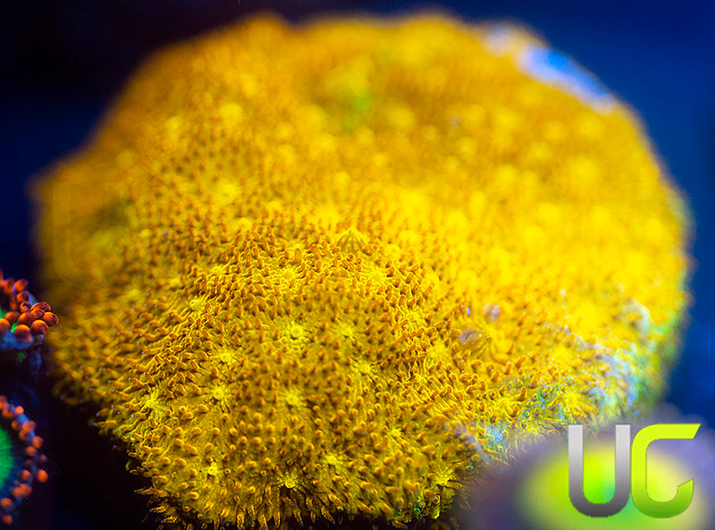 Yellow Yutz Psammocora