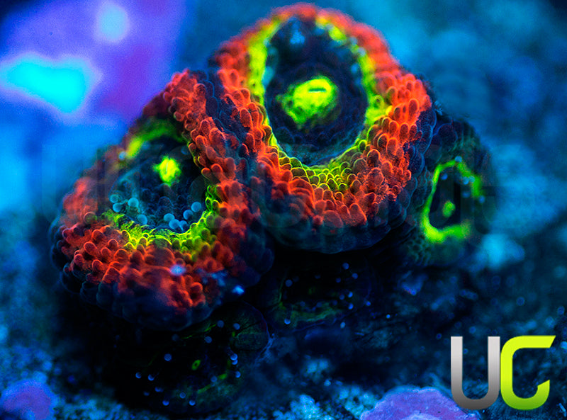 BigR Holy Grail Micro Amakusensis