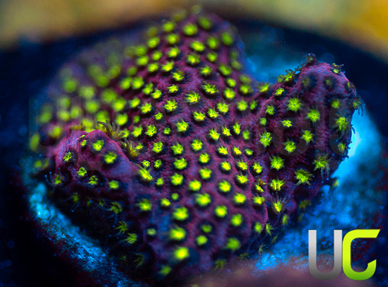 UC Raspberry Pie Stylo