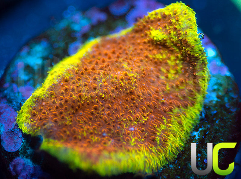 UC Mean Streak Branching Psammocora