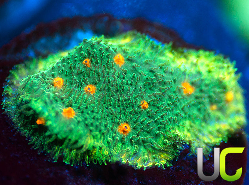 CC Smashing Pumpkins Psammocora