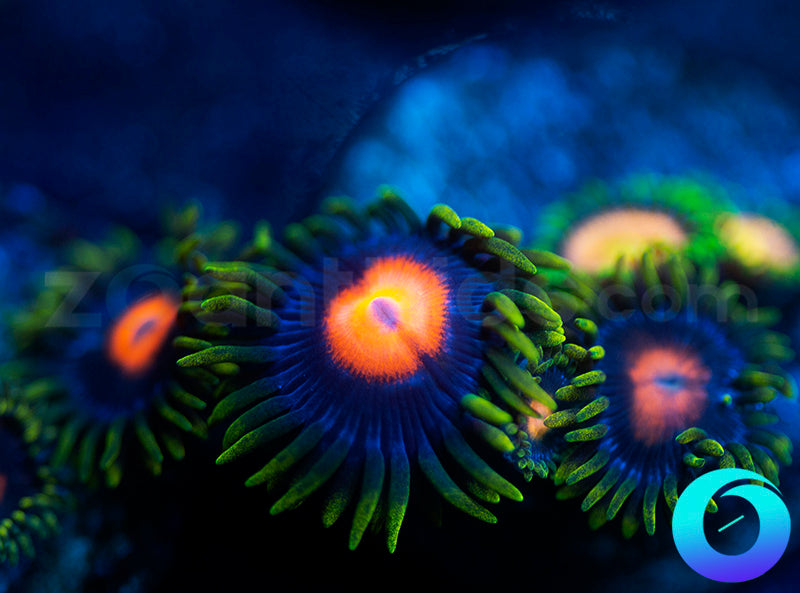 Blowpops & Laser Lemon Combo