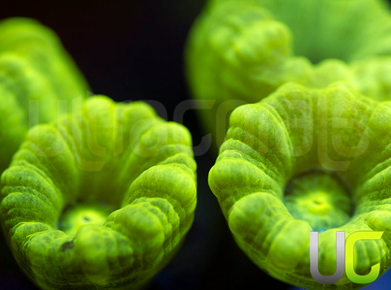 Kryptonite Candy Cane