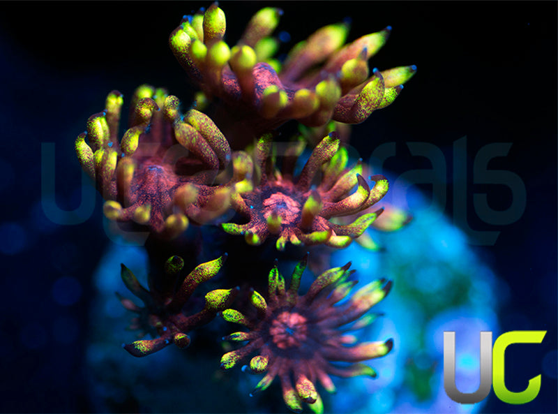 Pedros Rainbow Glitter Goni