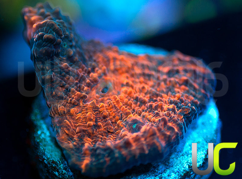 UC Black Dahlia Chalice